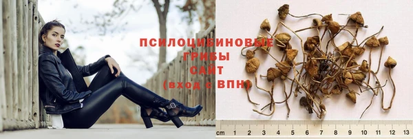 шишки Абаза